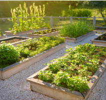 Urban Farming